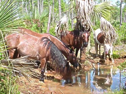 Abaco Barb Horses